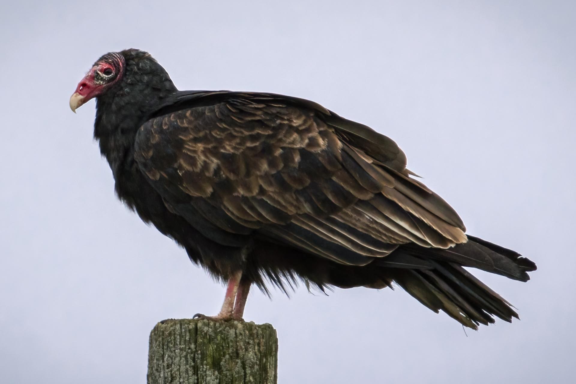 urubu-a-tete-rouge-turkey vulture
